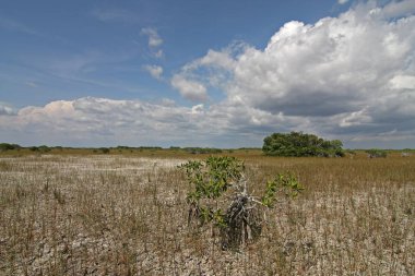 Everglades Milli Parkı Cüce Mangrov Ağaçları.