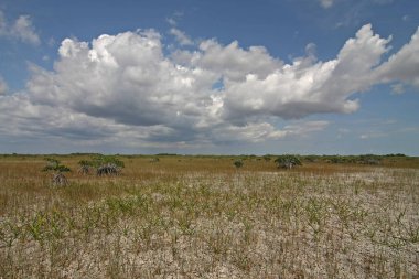 Everglades Milli Parkı Cüce Mangrov Ağaçları.