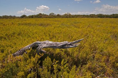 Everglades Milli Parkı'nda yıpranmış pürüz.