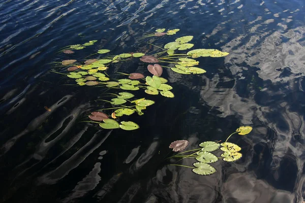 Klocki Lily w parku narodowym Everglades. — Zdjęcie stockowe