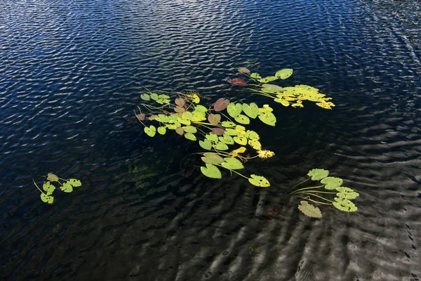 Klocki Lily w parku narodowym Everglades. — Zdjęcie stockowe