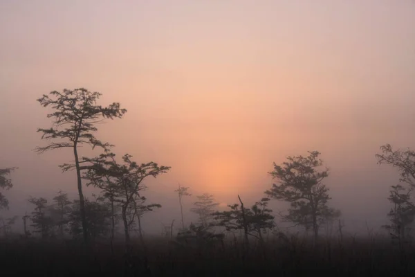 Foggy sunrise in Everglades National Park. — Stock Photo, Image