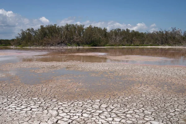 Aşırı kuraklık Everglades Milli Parkı'nda Eko Gölet.