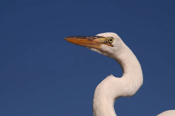 Grande ritratto di Egret, Parco Nazionale delle Everglades . — Foto Stock