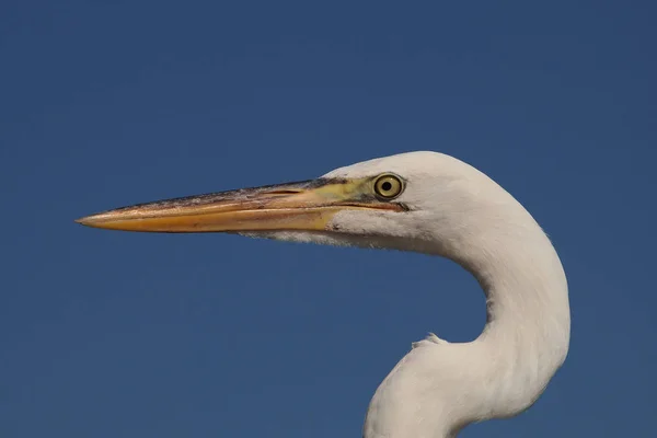 Grande retrato de Egret, Parque Nacional Everglades . — Fotografia de Stock