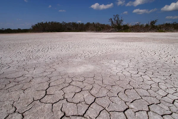 Eco Pond w parku narodowym Everglades w ekstremalnych suszy. — Zdjęcie stockowe