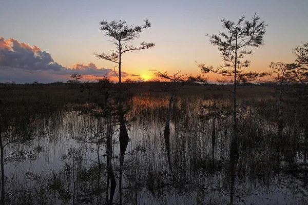 Východ slunce přes trpasličí Cypress z národního parku Everglades. — Stock fotografie