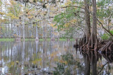Selvi ağaçları Fisheating Creek, Florida.