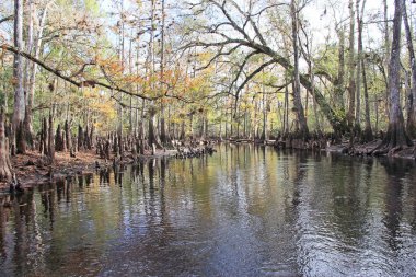 Selvi ağaçları Fisheating Creek, Florida.