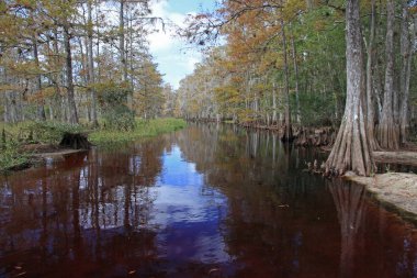 Fisheating Creek, Florida.