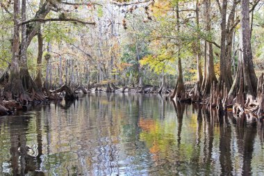 Selvi ağaçları Fisheating Creek, Florida.
