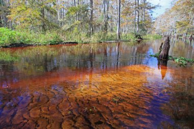 Fisheating Creek, Florida.
