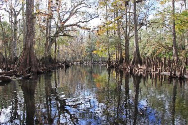 Selvi ağaçları Fisheating Creek, Florida.