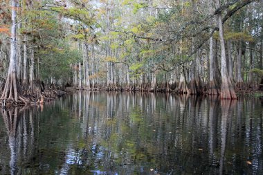 Selvi ağaçları Fisheating Creek, Florida.