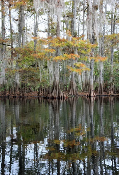 Cipressi di Fisheating Creek, Florida . — Foto Stock