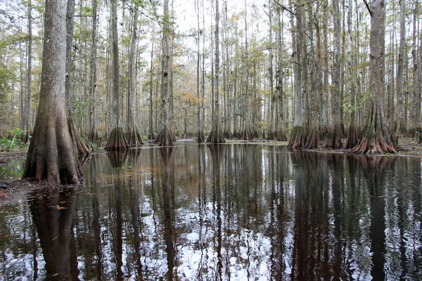 Cipreste de Fisheating Creek, Florida . — Fotografia de Stock