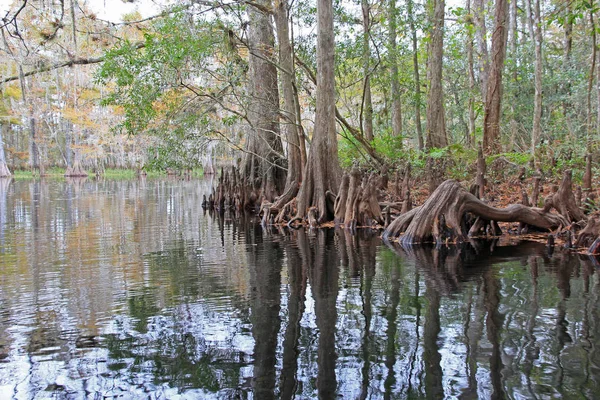 Cypress Trees of Fisheating Creek, Florida. — Stock Photo, Image