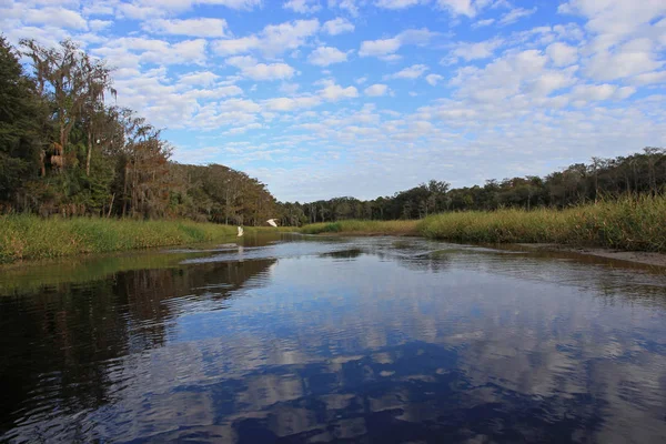 Fisheating Creek, Florida. — Stok fotoğraf