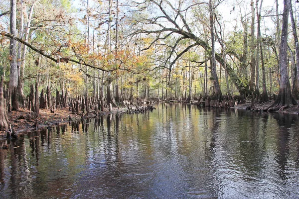 Cipressi di Fisheating Creek, Florida . — Foto Stock