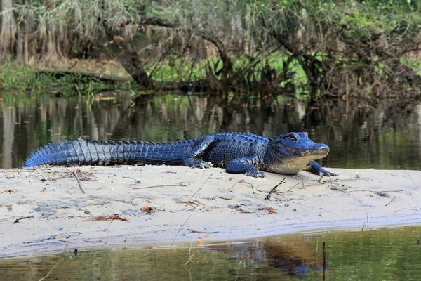 Fisheating Creek Amerikan Timsah, Florida.