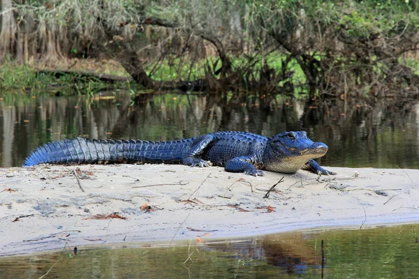 Americký aligátor v Fisvytápění Creek, Florida. — Stock fotografie