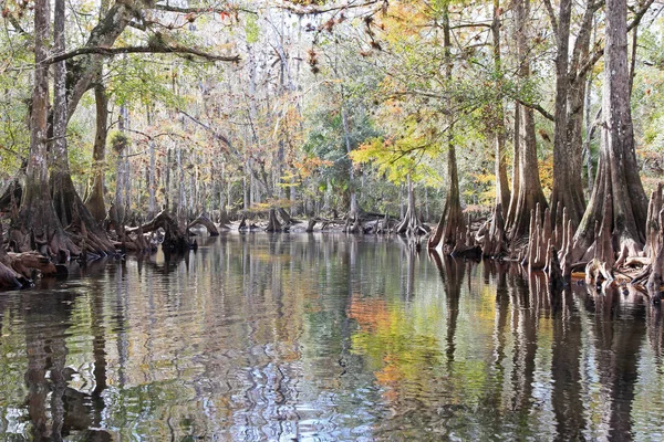 Selvi ağaçları Fisheating Creek, Florida. — Stok fotoğraf
