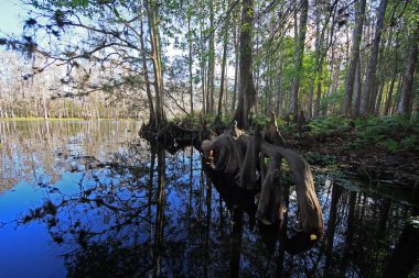 Fisheating Creek, Florida üzerinde Selvi yansımaları.