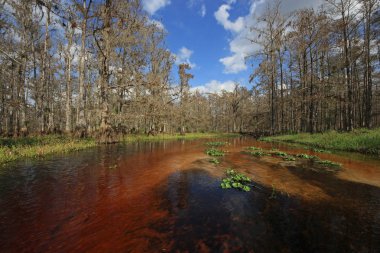 Fisheating Creek, Florida.