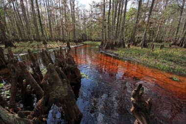 Fisheating Creek, Florida.