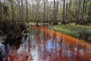 Fisheating Creek, Florida.