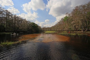 Kayaker üzerinde Fisheating Creek, Florida.