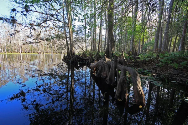 Riflessioni dei cipressi su Fisheating Creek, Florida . — Foto Stock