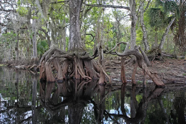 在佛罗里达州的鱼吃溪的柏树根. — 图库照片