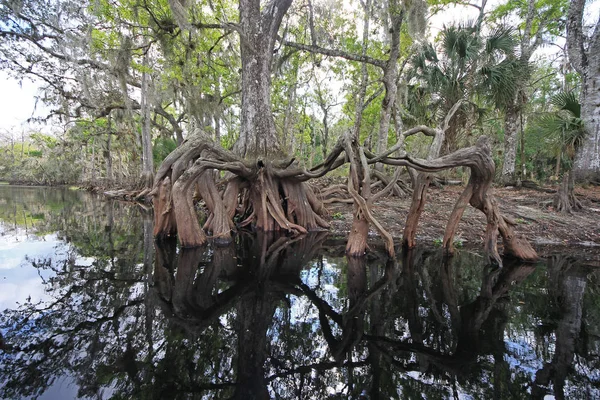Zypressenwurzeln im Fischbach, Florida. — Stockfoto
