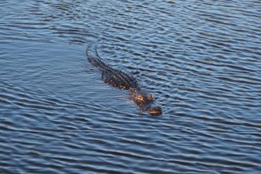 Everglades Ulusal Parkı'nda Amerikan Timsahı.