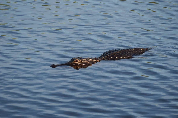 Alligator américain dans le parc national des Everglades . — Photo