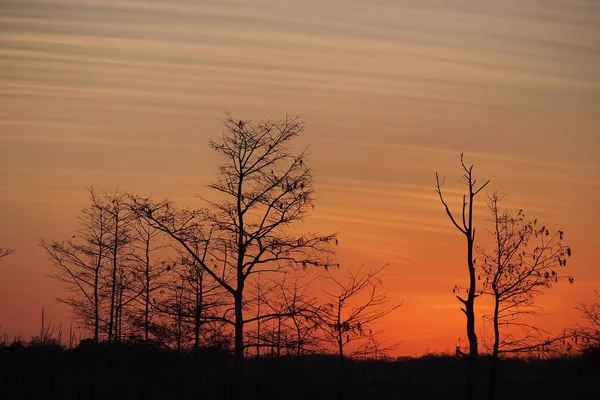 Sunset behind cypress trees in Everglades National Park, Florida.