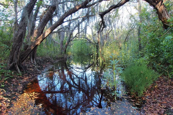El Camino de la Pradera Costera en el Parque Nacional de los Everglades . — Foto de Stock