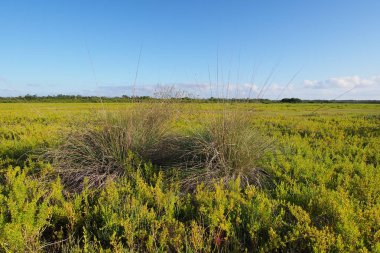 Everglades Milli Parkı Kıyı Çayır Yolu.