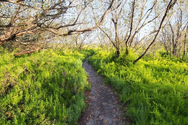 Der Küstenprärieweg im Everglades Nationalpark. — Stockfoto