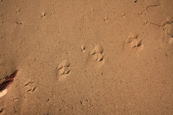 Animal tracks in the Grand Canyon.