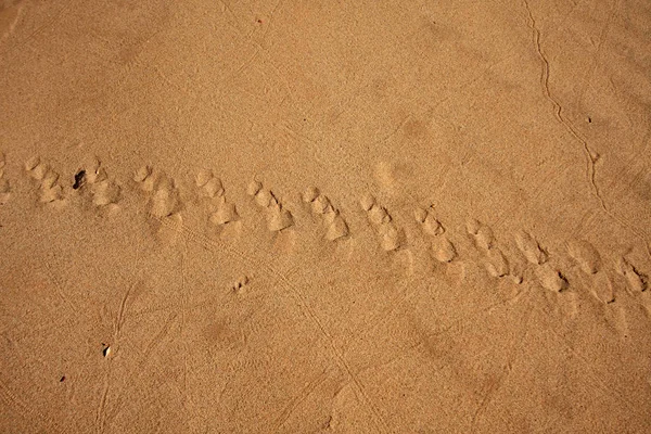 Animal tracks in the Grand Canyon. — Stock Photo, Image