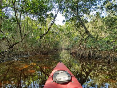 Everglades Milli Parkı'nda bir mangrov tünelinde kırmızı kayık.