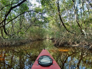 Everglades Milli Parkı'nda bir mangrov tünelinde kırmızı kayık.
