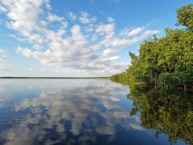 Everglades Milli Parkı Coot Bay yansıyan cloudscape.
