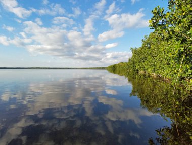 Everglades Milli Parkı Coot Bay yansıyan cloudscape.