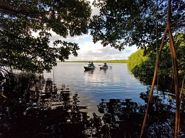 Kayaker distanti incorniciati tra alberi di mangrovie . — Foto Stock
