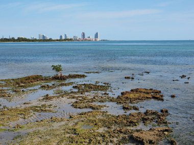 Key Biscayne, Florida üzerinde Bear Cut Fosilleşmiş Reef.