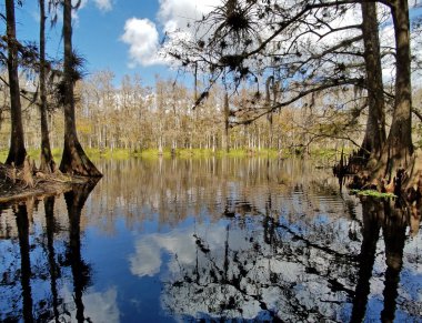 Palmdale yakınlarındaki Fisheating Creek, Florida.