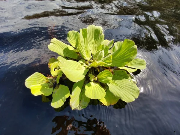 Water lettuce pływające na Fisheating Creek, Floryda. — Zdjęcie stockowe